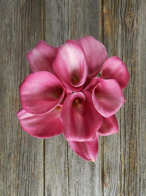 HOT PINK MINI CALLA LILIES